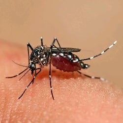 Be a Mosquito!