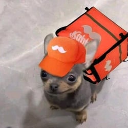 dog rap