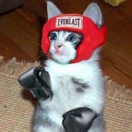 boxer cat 🥊👊