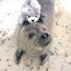 Seal