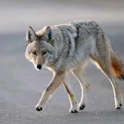 Coyote