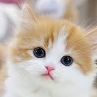 cookie