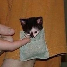 Catboy cult