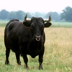 a bull