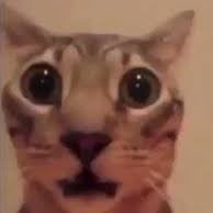 °-Scared cat-° 😨🙀