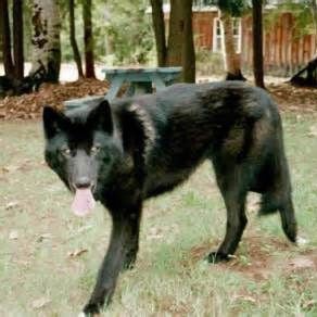black malamute wolf mix