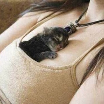 kitten (baby)