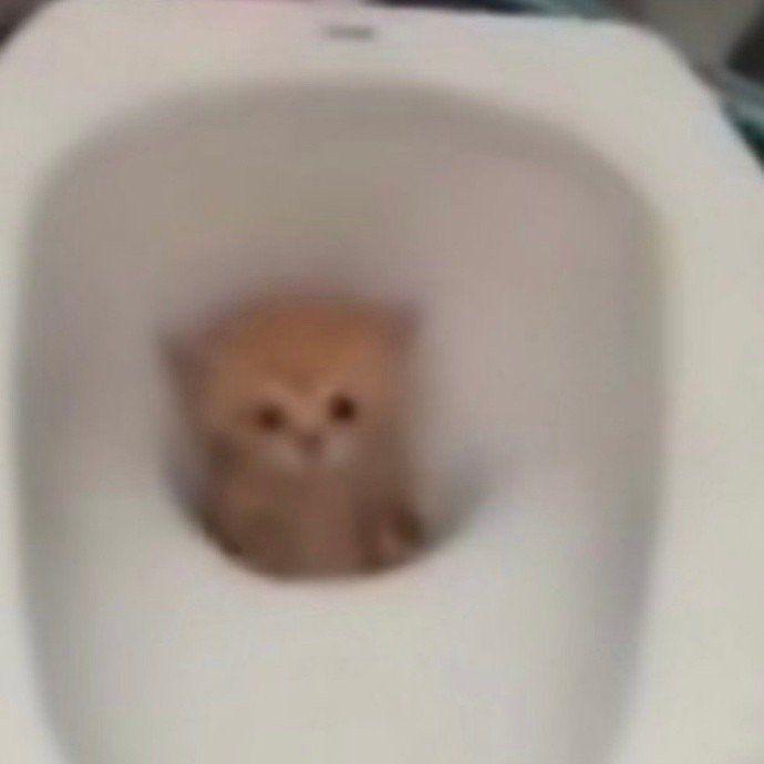 Skitty Toilet