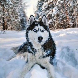 husky male