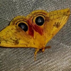 io moth
