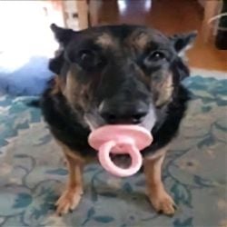 dog fights