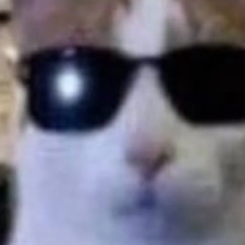 Gato Cool