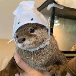 pet otter