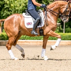 Dressage comp (for equestrians)