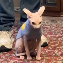💫🐱 angry hairless cat 😾💫