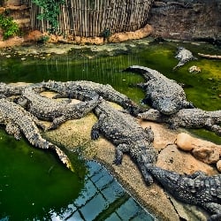 crocodile farm