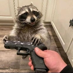 HHH-Therapy Raccoon With a Glock