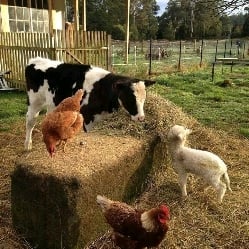 The Tias farm