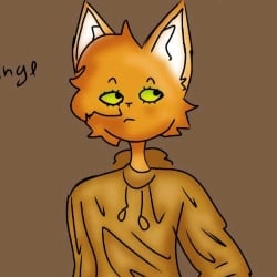 cat orange
