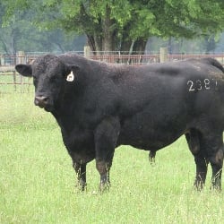 male bull