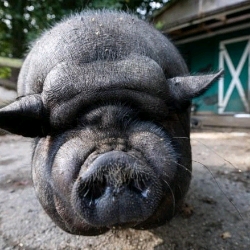 big pig