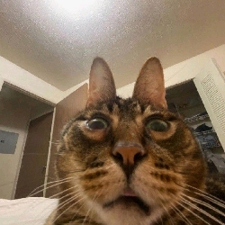 Tour Cat