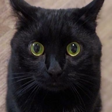 just a cat