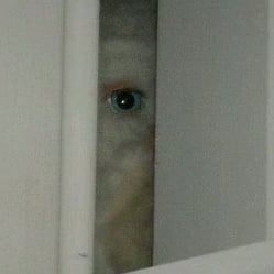 Voyeur
