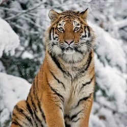 Tiger Oleg