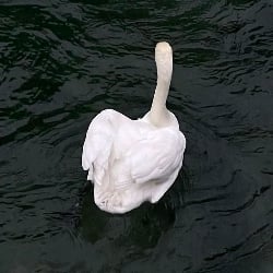 Simon Swan