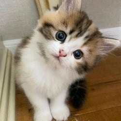 Giant Kitty