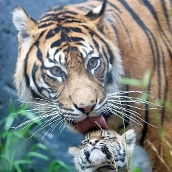 the tiger