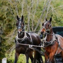 two male horses