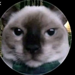 fine cat