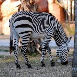 zebra a normal 