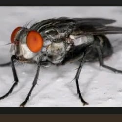 Fly
