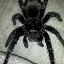 Argo (Giant Spider)