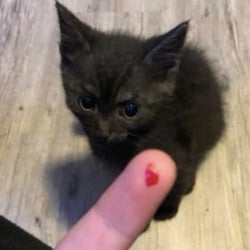 friend from the internet