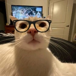 Kitty teacher