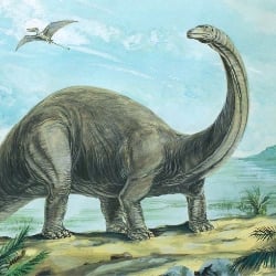 Brontosaurus