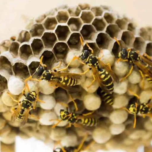 wasp nest