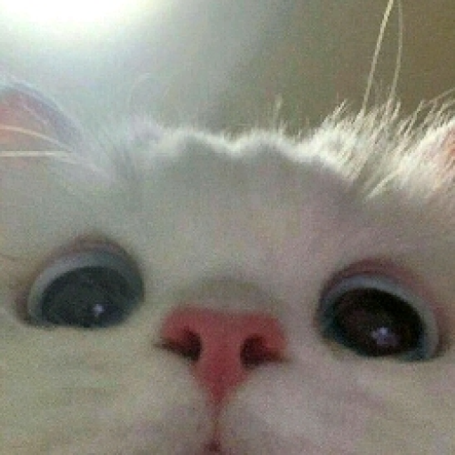 Snowball the Cat