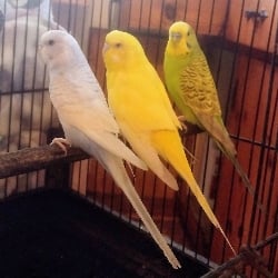 ∆The three birbs∆