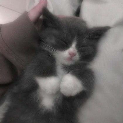 Kitty