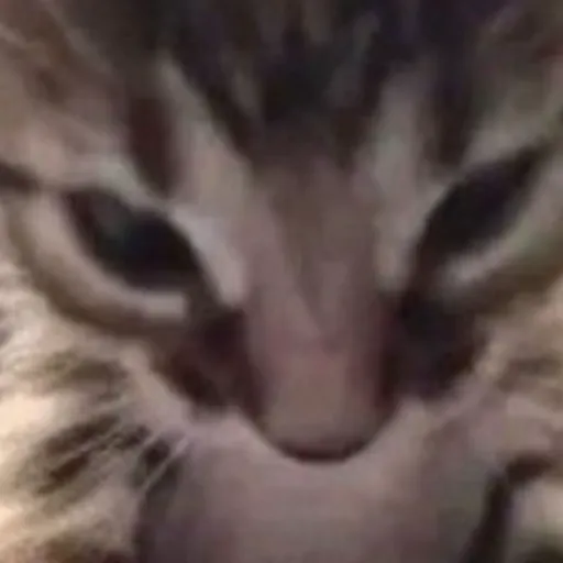 Angry cat