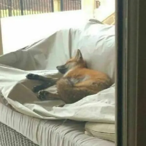 fox