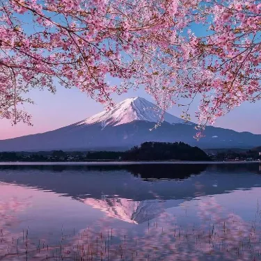 Sakura Land