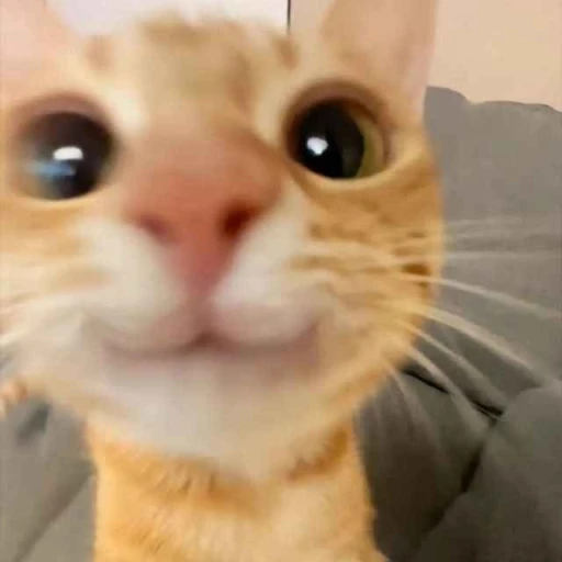 ౿    ׂ 💮 ִ𝐶𝘢𝘵 𝑁𝘰𝘵𝘪𝘤𝘦𝘴 :3“   ⁀