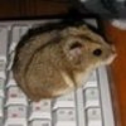 eg