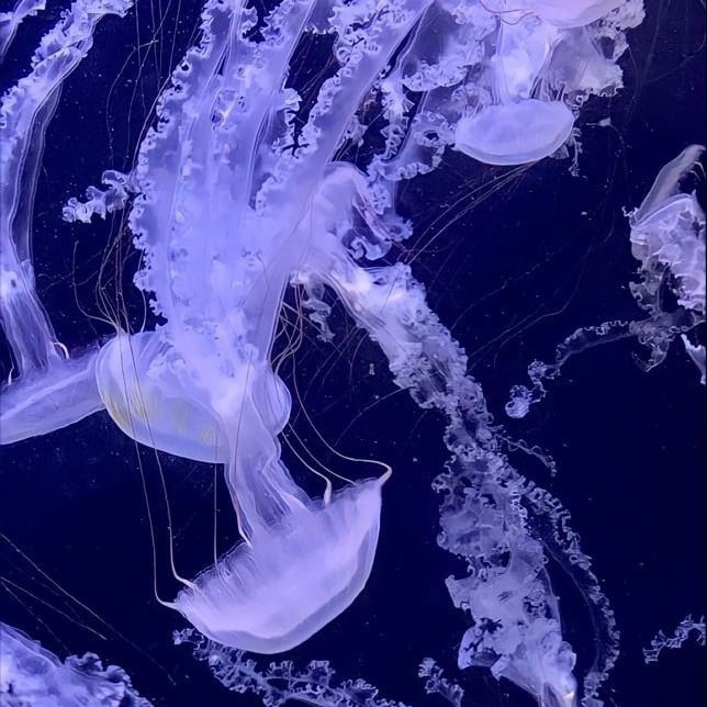 Jellyfish`•°¹⁸+